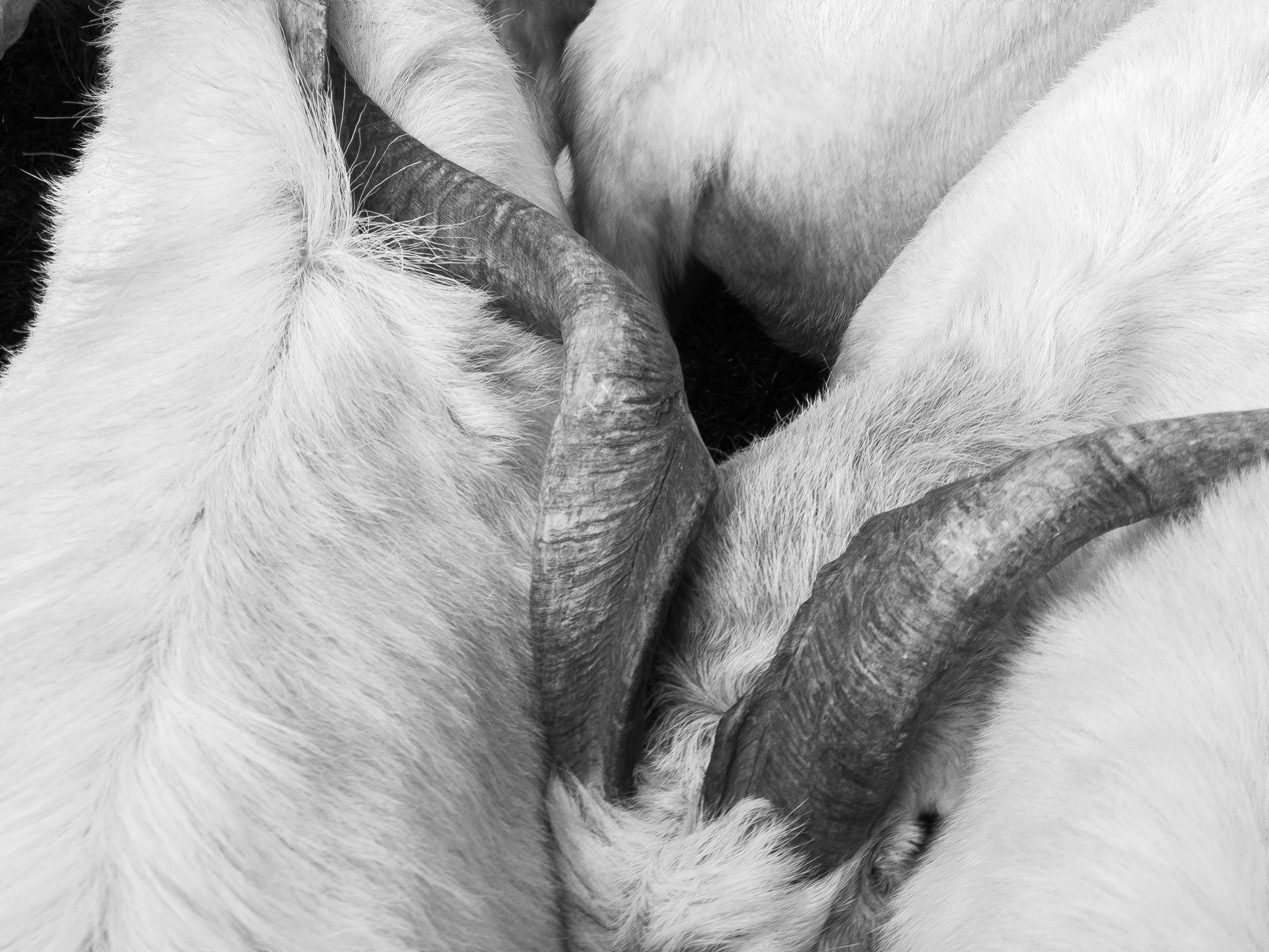 Sort, Feria de Otoño 2018