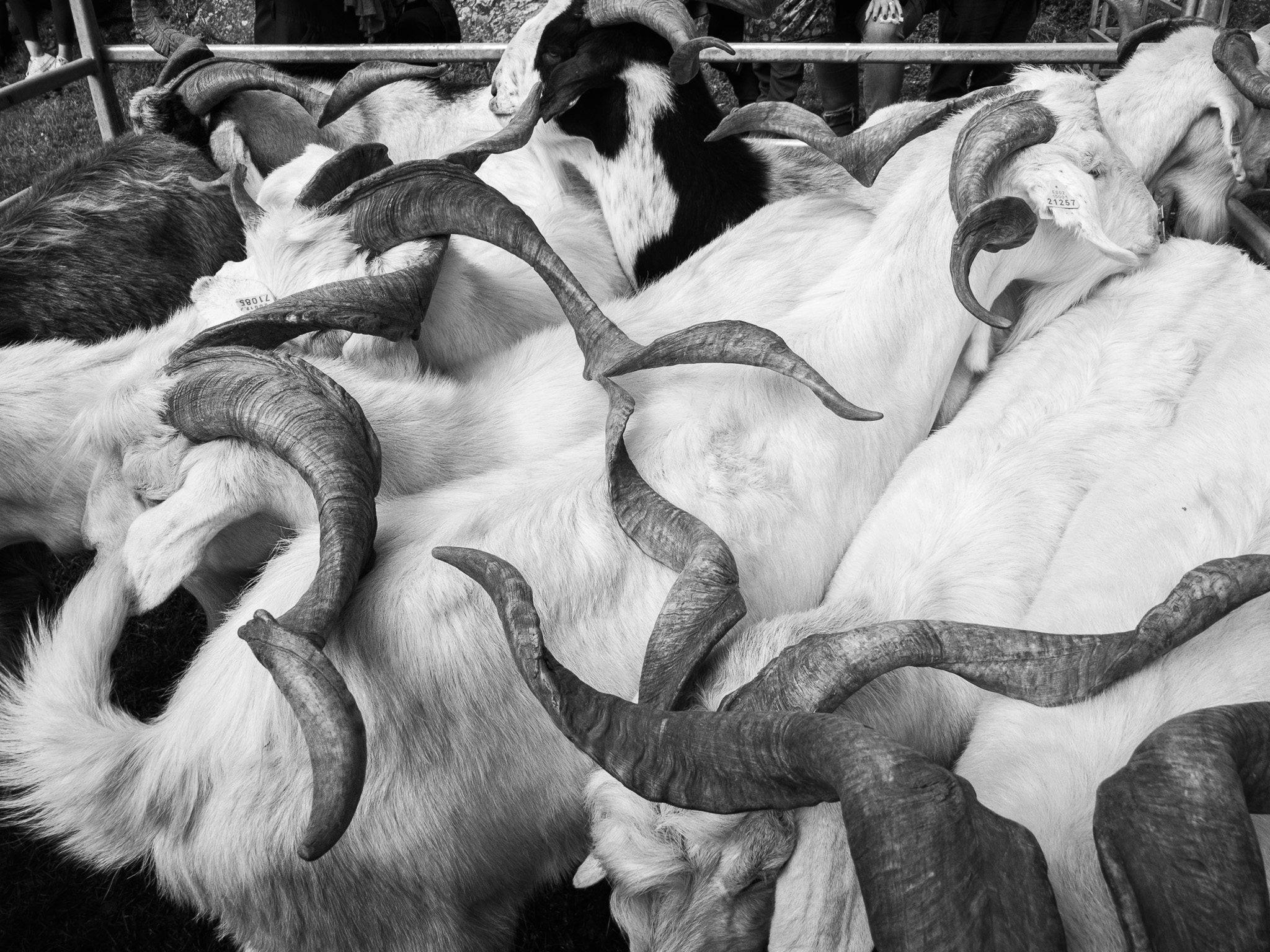 Sort, Feria de Otoño 2018