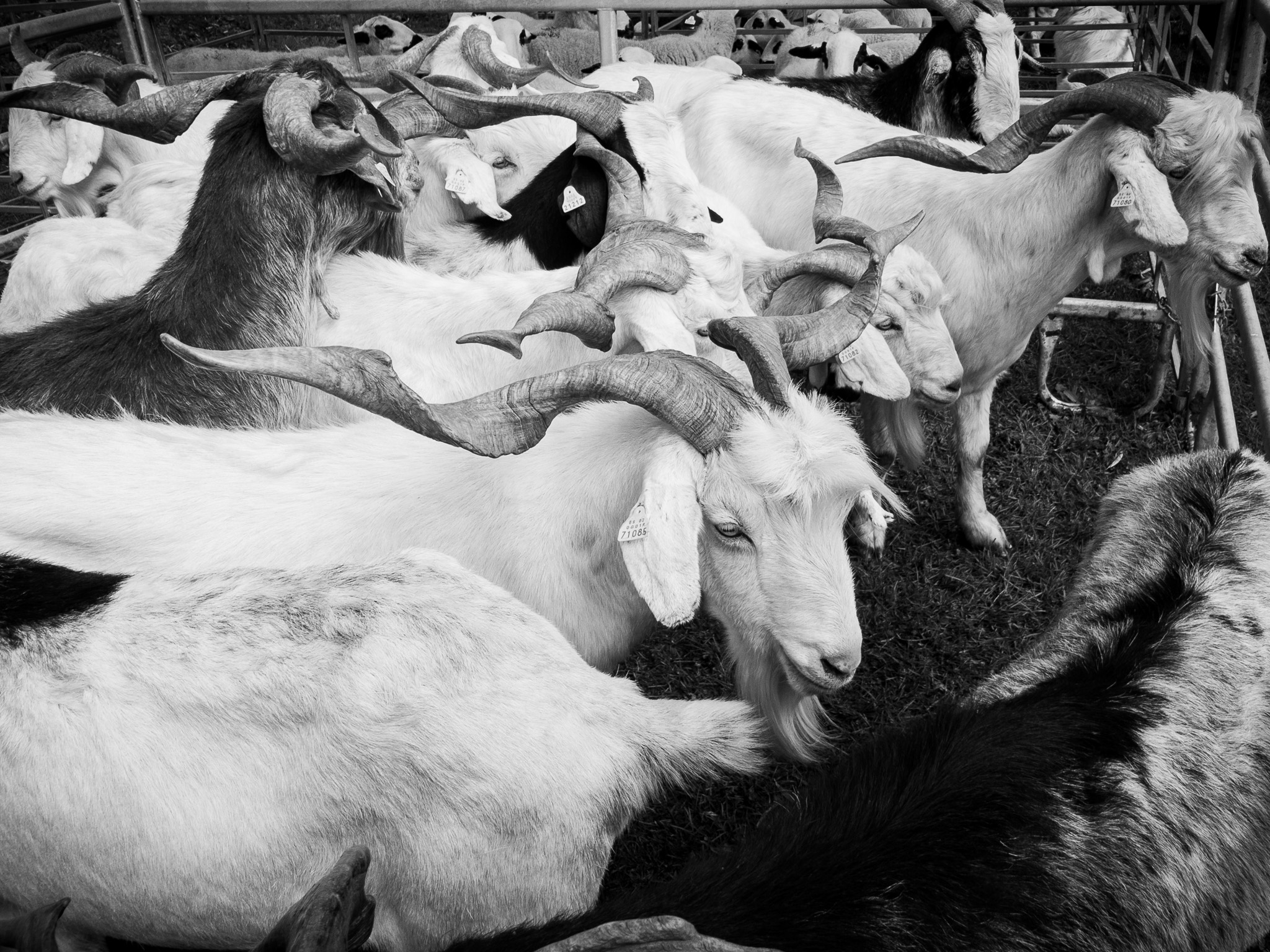 Sort, Feria de Otoño 2018