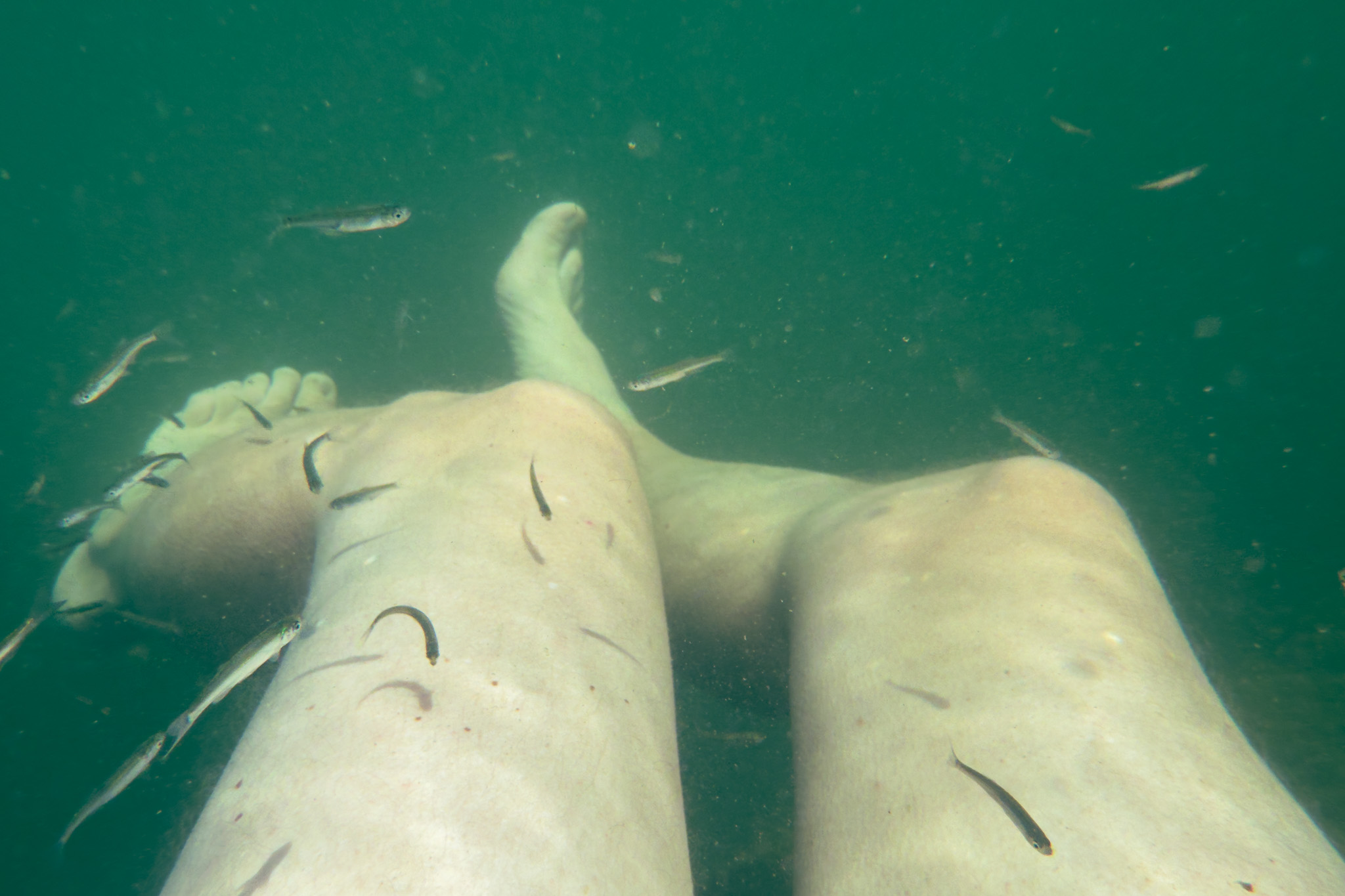 Caminar hacia una profunda humanidad (Noris, Pacheco González, 2025)
